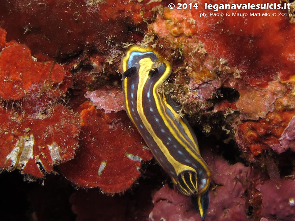 LNI Sulcis - 2014 - Nudibranco Hypselodoris fontandraui (2 cm)