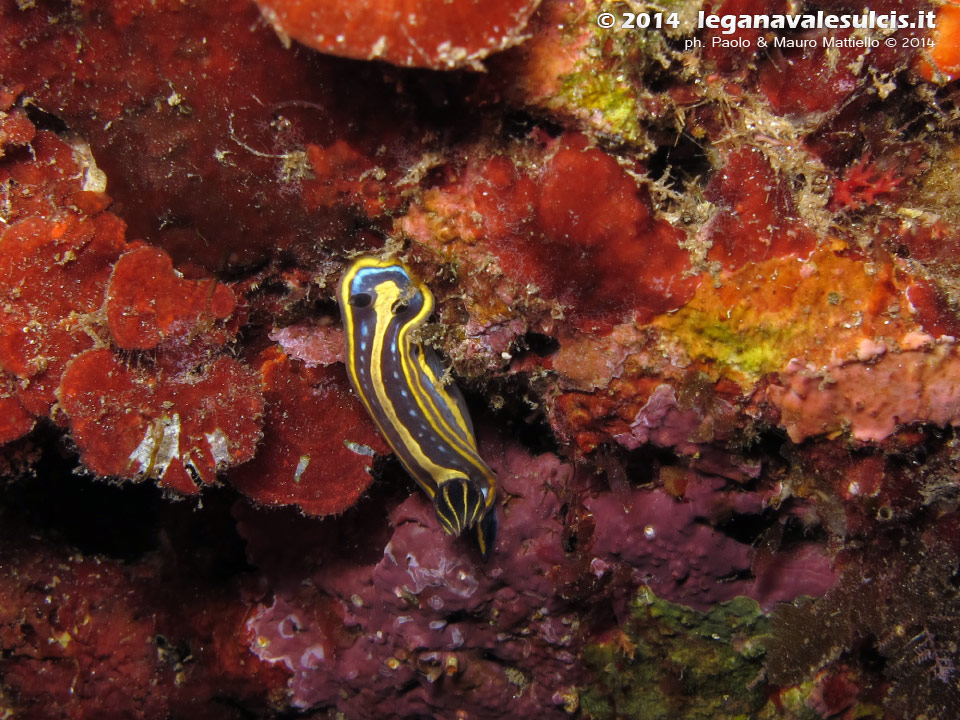 LNI Sulcis - 2014 - Nudibranco Hypselodoris fontandraui (2 cm)