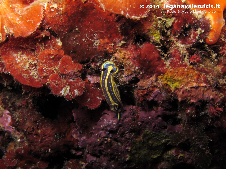 LNI Sulcis - 2014 - Nudibranco Hypselodoris fontandraui (2 cm)