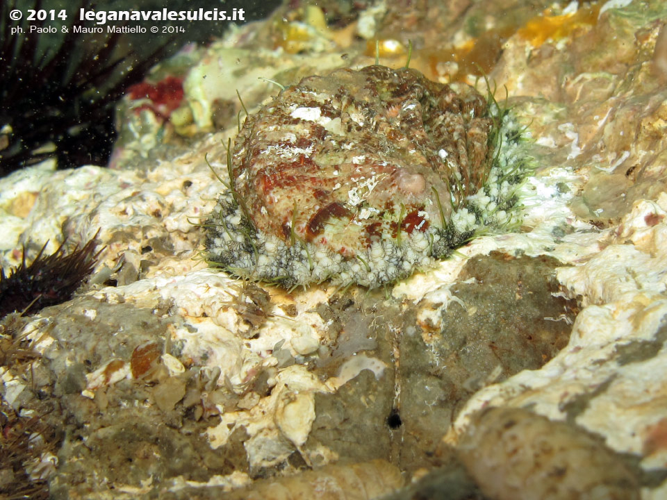 LNI Sulcis - 2014 - Orecchio di mare (Haliotis tuberculata lamellosa)