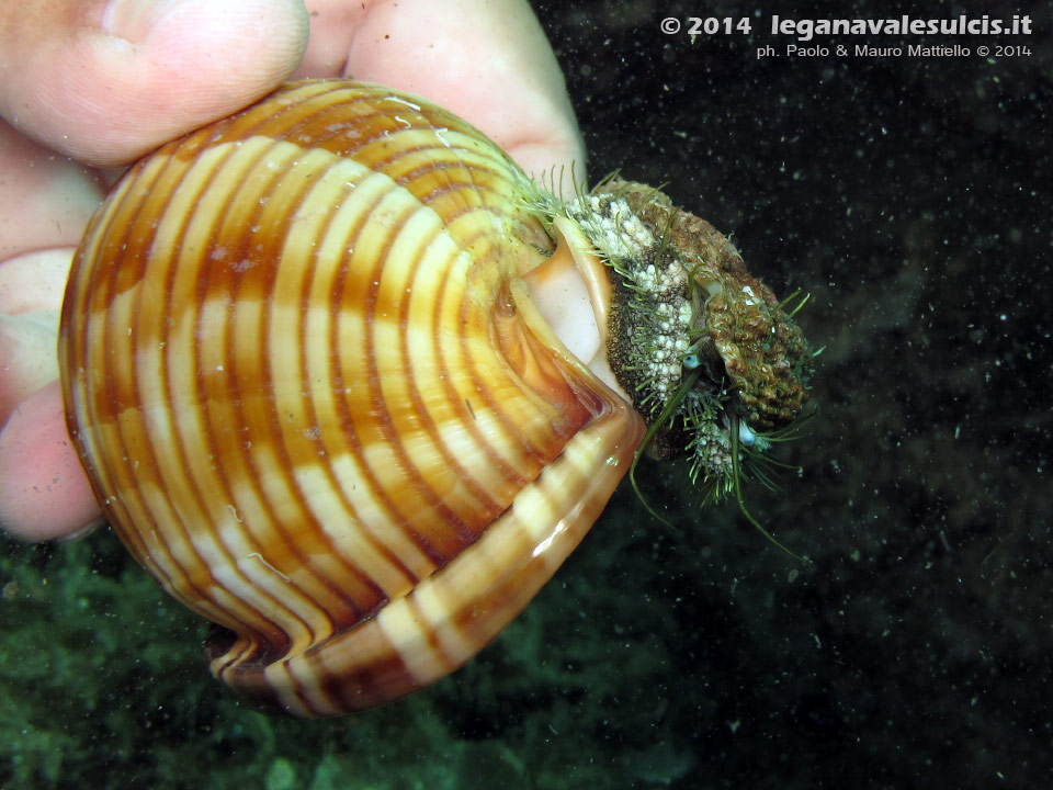 LNI Sulcis - 2014 - Orecchio di mare (Haliotis tuberculata lamellosa)che cammina sulla conchiglia vuota di un elmetto granuloso (Phalium granulatum)