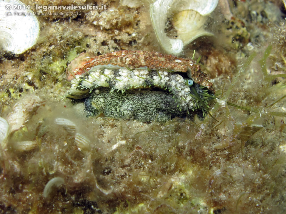 LNI Sulcis - 2014 - Orecchio di mare (Haliotis tuberculata lamellosa)