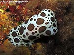 LNI Sulcis - 2014 - Nudibranco Vacchetta di Mare (Discodoris atromaculata)