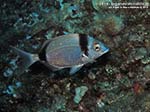 LNI Sulcis - 2014 - Comune sarago fasciato (Diplodus vulgaris)