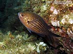 LNI Sulcis - 2014 - Comunissima castagnola, o guarracino (Chromis chromis)