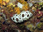 LNI Sulcis - 2014 - Nudibranco Vacchetta di Mare (Discodoris atromaculata)