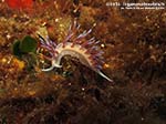 LNI Sulcis - 2014 - Nudibranco Cratena (Cratena peregrina)