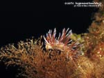 LNI Sulcis - 2014 - Nudibranco Cratena (Cratena peregrina)