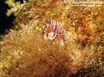 LNI Sulcis - 2014 - Nudibranco Cratena (Cratena peregrina)