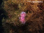 LNI Sulcis - 2014 - Due nudibranchi Flabellina (Flabellina affinis)