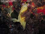 LNI Sulcis - 2014 - Nudibranco Hypselodoris picta