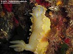 LNI Sulcis - 2014 - Nudibranco Hypselodoris picta