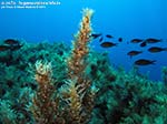 LNI Sulcis - 2014 - Isola del Toro, alga Sargasso comune (Sargassum vulgare)