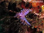 LNI Sulcis - 2014 - Accoppiamento di due nudibranchi flabellina (Flabellina affinis)