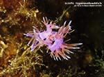 LNI Sulcis - 2014 - Accoppiamento di due nudibranchi flabellina (Flabellina affinis)