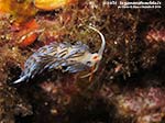 LNI Sulcis - 2014 - Nudibranco Cratena (Cratena peregrina)