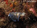 LNI Sulcis - 2014 - Nudibranco Cratena (Cratena peregrina)