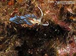 LNI Sulcis - 2014 - Nudibranco Cratena (Cratena peregrina)