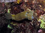 LNI Sulcis - 2014 - Nudibranco Hypselodoris picta