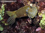 LNI Sulcis - 2014 - Nudibranco Hypselodoris picta