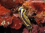 LNI Sulcis - 2014 - Nudibranco Hypselodoris fontandraui (2 cm)