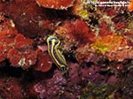 LNI Sulcis - 2014 - Nudibranco Hypselodoris fontandraui (2 cm)