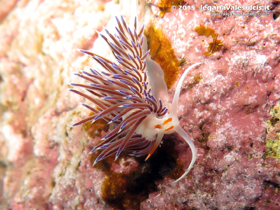 LNI Sulcis - 2015 - Nudibranco cratena (Cratena peregrina)