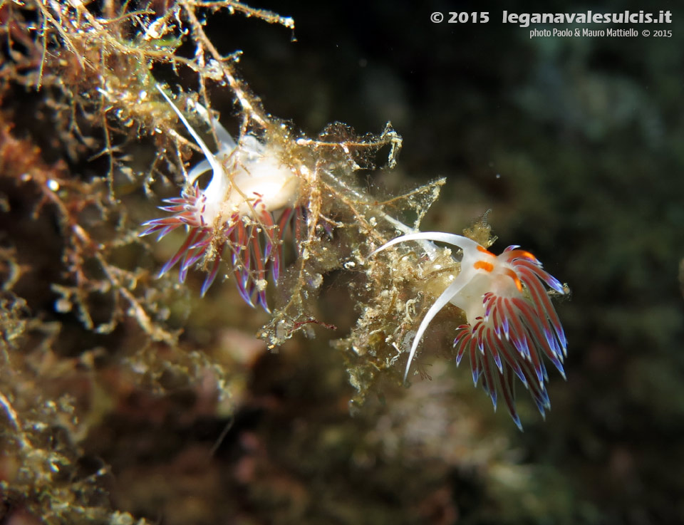 LNI Sulcis - 2015 - Nudibranchi cratena (Cratena peregrina)