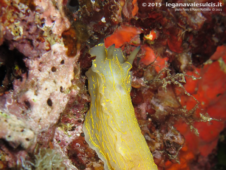 LNI Sulcis - 2015 - Nudibranco Hypselodoris picta, circa 7 cm