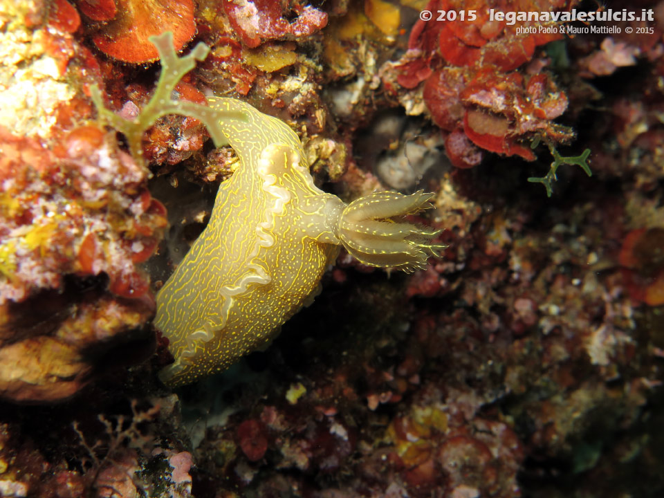 LNI Sulcis - 2015 - Nudibranco Hypselodoris picta, circa 7 cm