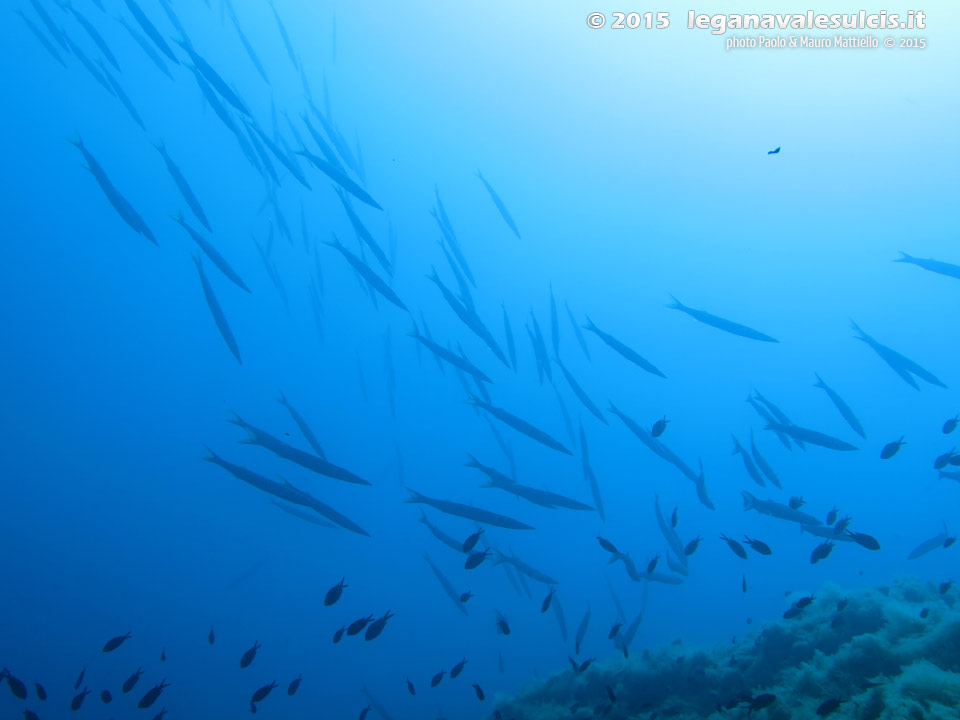 LNI Sulcis - 2015 - Barracuda del Mediterraneo (Sphyraena viridensis)