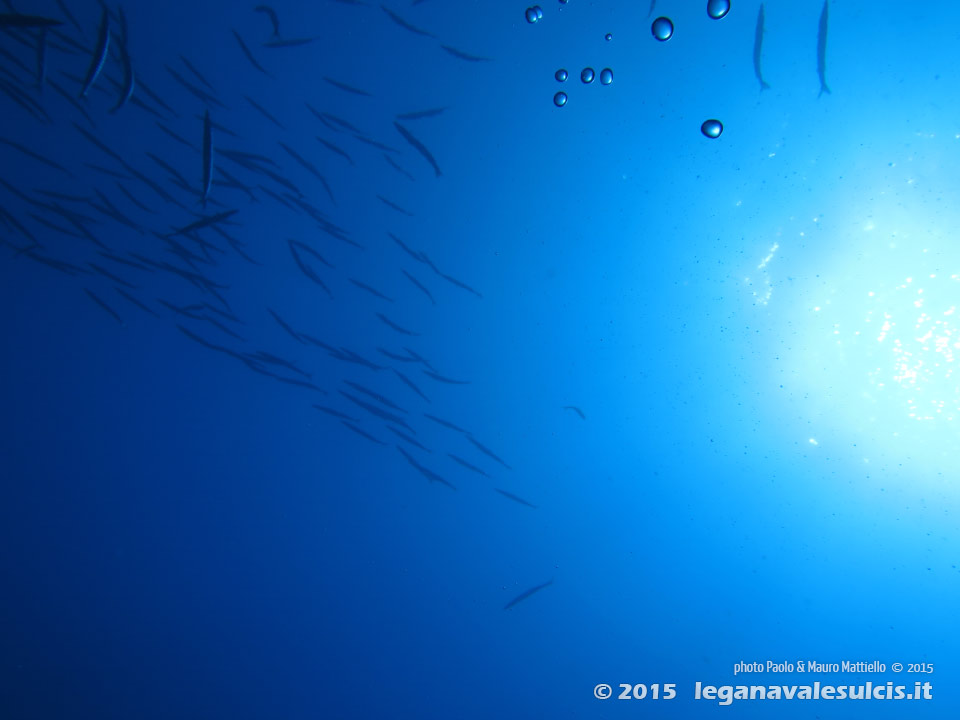 LNI Sulcis - 2015 - Barracuda del Mediterraneo (Sphyraena viridensis)