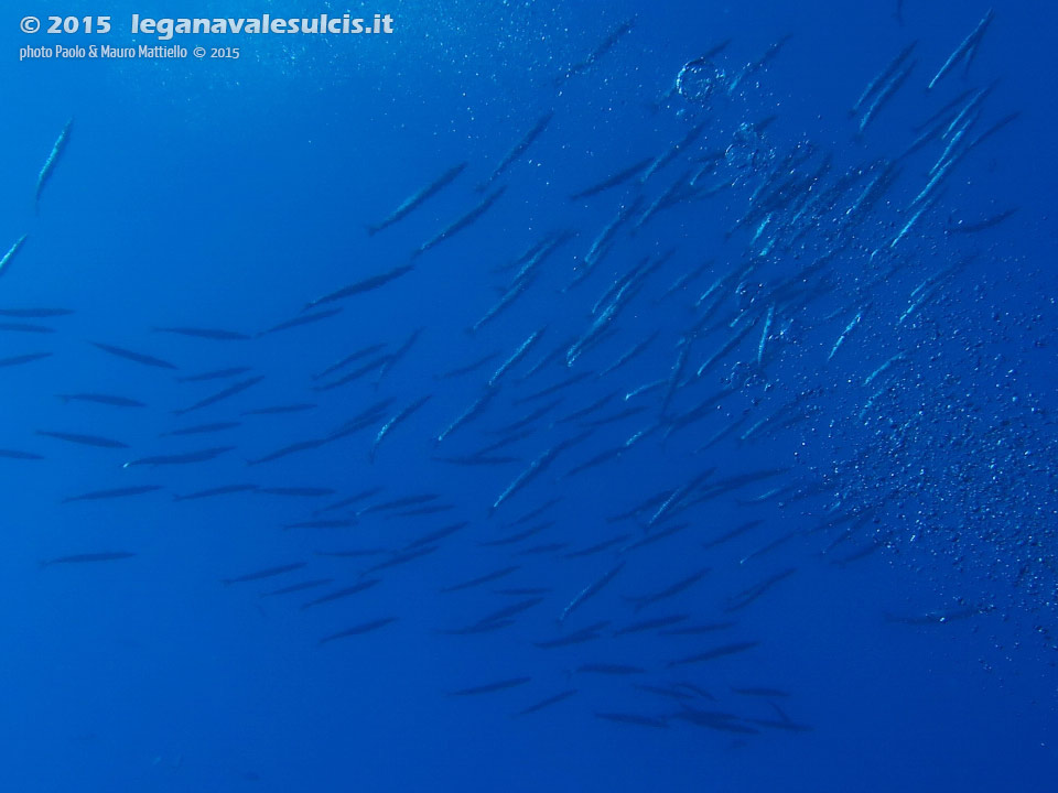 LNI Sulcis - 2015 - Barracuda del Mediterraneo (Sphyraena viridensis)