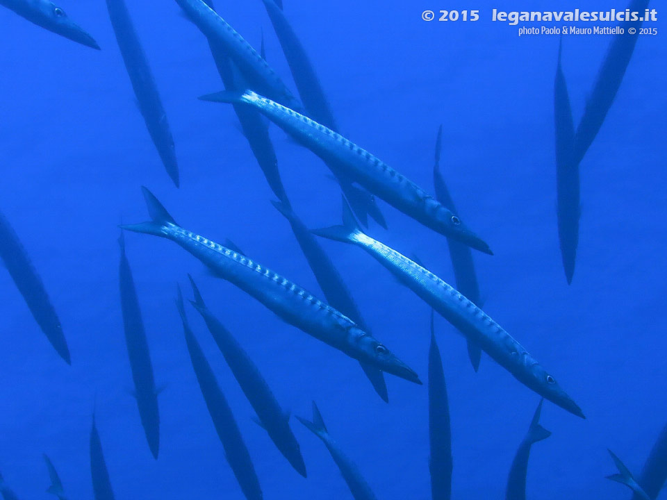 LNI Sulcis - 2015 - Barracuda del Mediterraneo (Sphyraena viridensis)