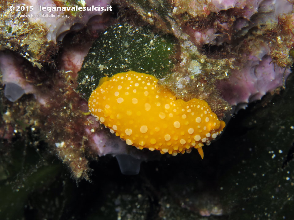 LNI Sulcis - 2015 - Nudibranco Fillidia (Phyllidia flava)