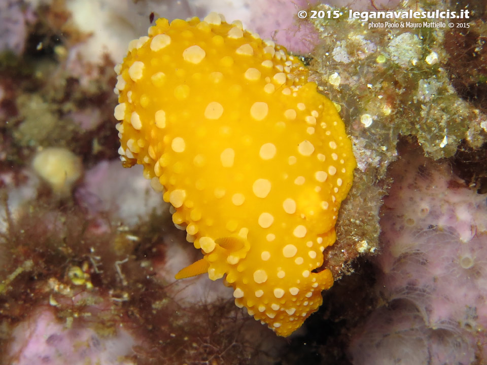 LNI Sulcis - 2015 - Nudibranco Fillidia (Phyllidia flava)