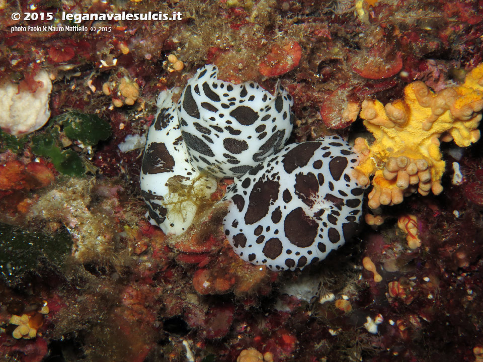 LNI Sulcis - 2015 - 3 nudibranco Vacchetta di Mare (Discodoris atromaculata)