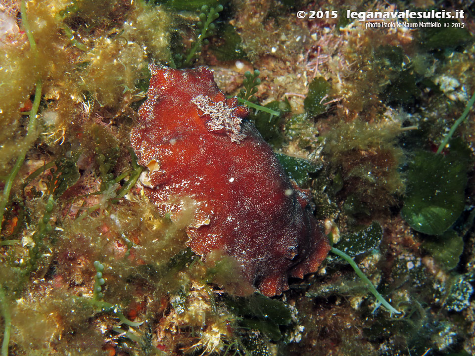 LNI Sulcis - 2015 - Nudibranco doride argo (Platydoris argo)