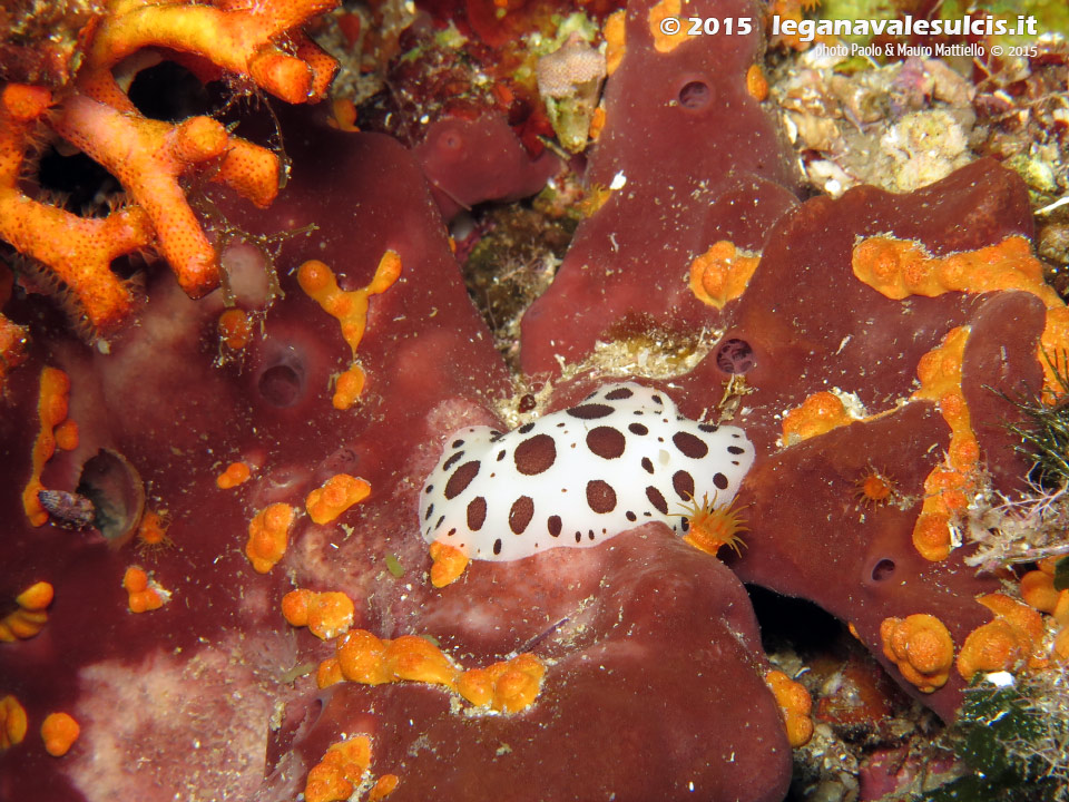 LNI Sulcis - 2015 - Nudibranco Vacchetta di Mare (Discodoris atromaculata) su spugna Petrosia (Petrosia ficiformis)