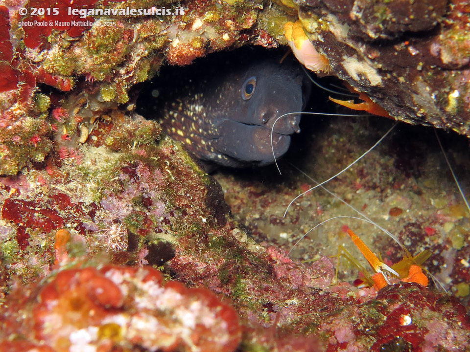 LNI Sulcis - 2015 - Murena (Muraena helena) e gambero meccanico (Stenopus spinosus)