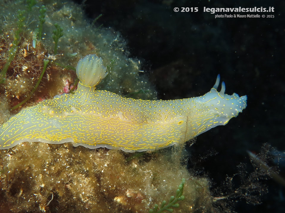 LNI Sulcis - 2015 - Nudibranco Hypselodoris picta, circa 7 cm