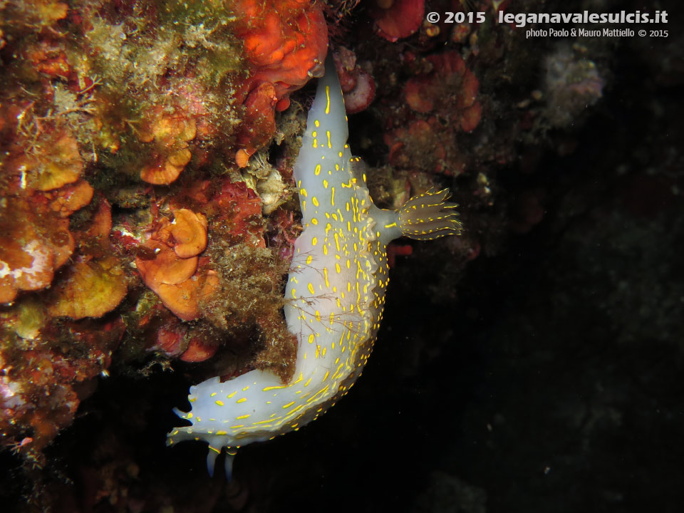 LNI Sulcis - 2015 - Nudibranco Hypselodoris picta, circa 7 cm