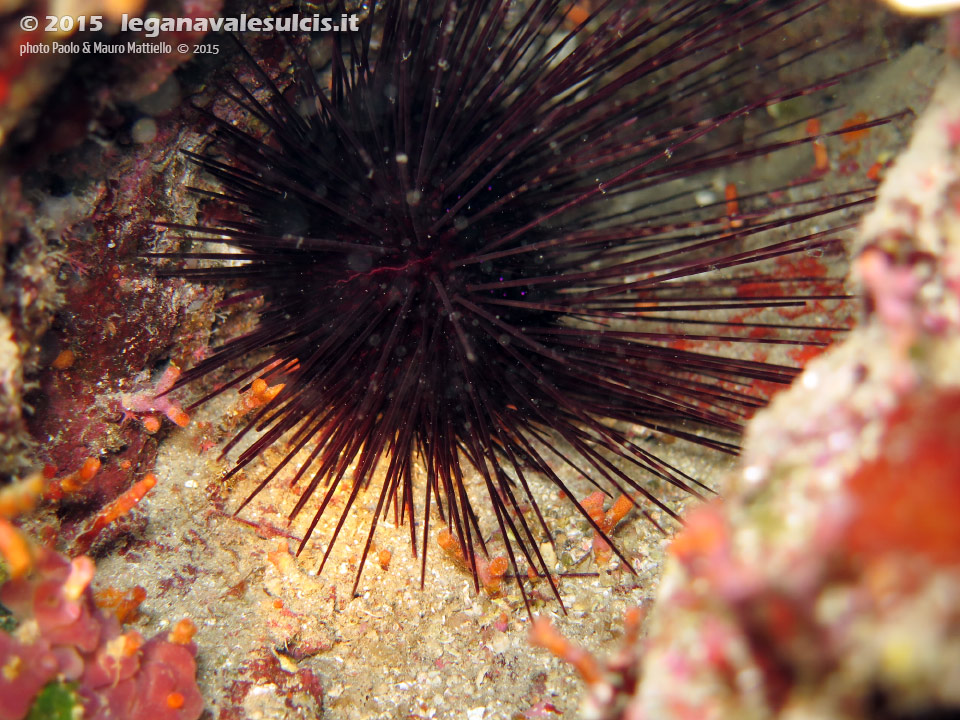 LNI Sulcis - 2015 - Riccio diadema (Centrostephanus longispinus)