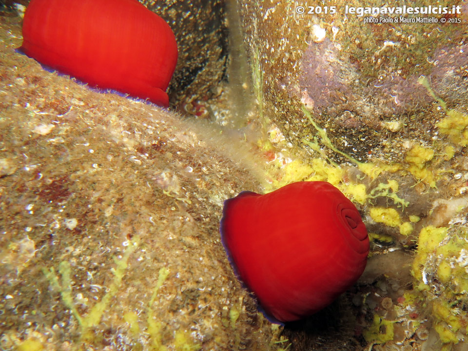 LNI Sulcis - 2015 - Pomodoro di mare (Actinia equina)