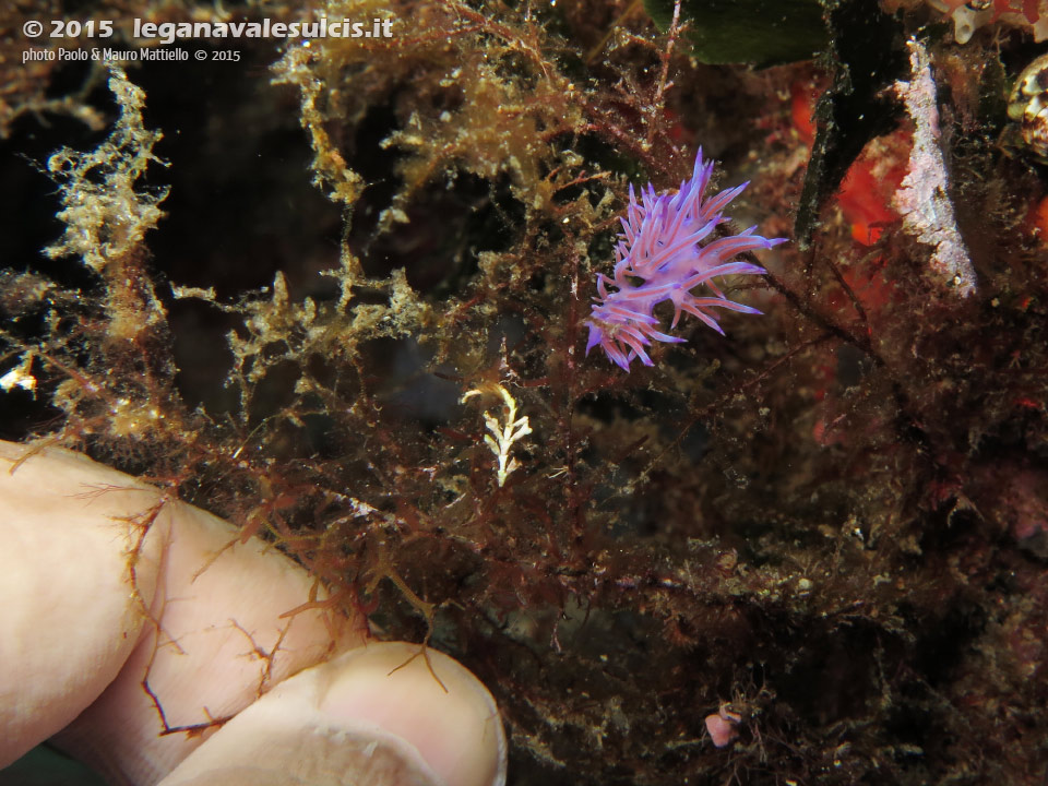 LNI Sulcis - 2015 - Nudibranco flabellina (Flabellina affinis)