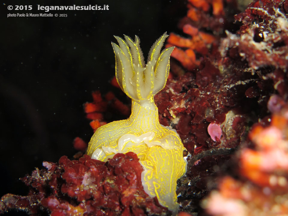 LNI Sulcis - 2015 - Nudibranco Hypselodoris picta, circa 7 cm