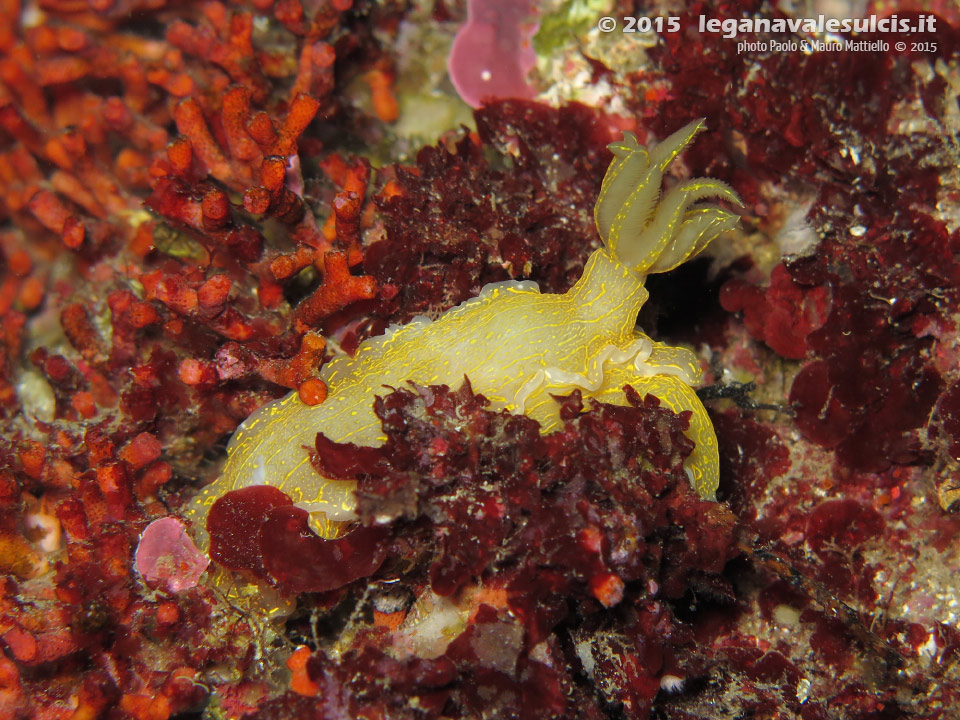 LNI Sulcis - 2015 - Nudibranco Hypselodoris picta, circa 7 cm