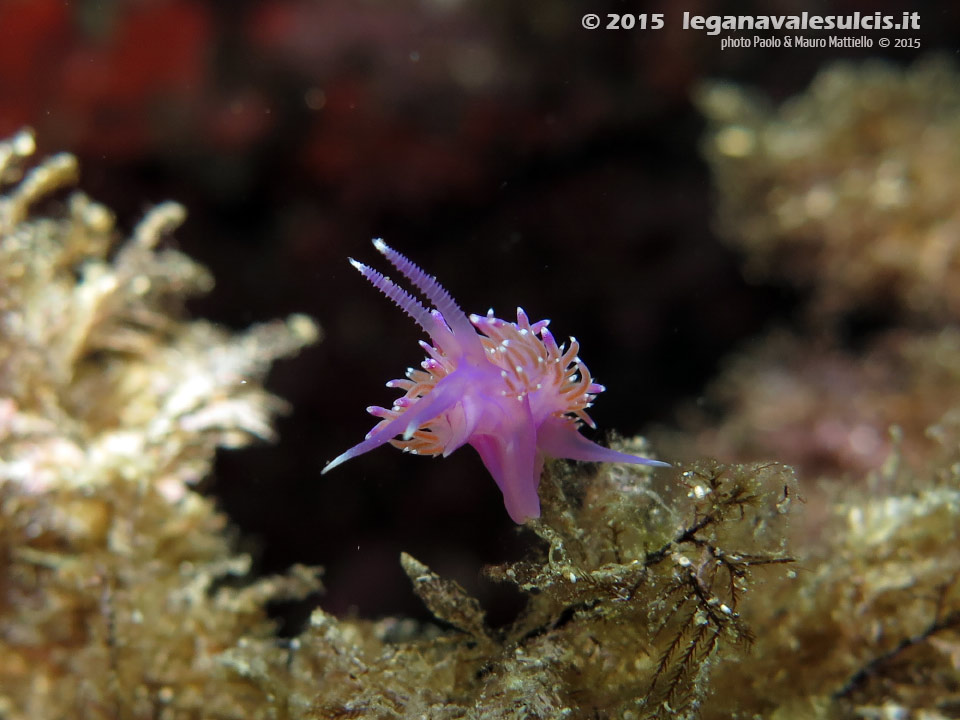 LNI Sulcis - 2015 - Nudibranco flabellina (Flabellina affinis)