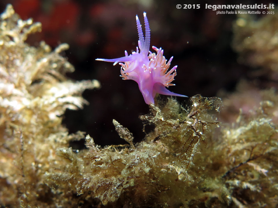 LNI Sulcis - 2015 - Nudibranco flabellina (Flabellina affinis)