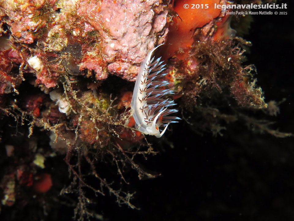 LNI Sulcis - 2015 - Nudibranco cratena (Cratena peregrina)